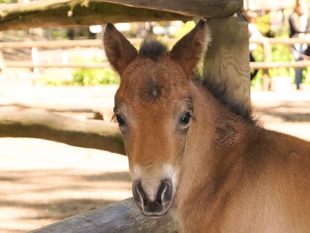 A cute pony at Geithain Zoo looks curiously into the camera, wooden posts of the enclosure can be seen in the background, family outing, leisure, Leipzig and region