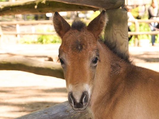 Pony im Tierpark Geithain - Familienausflug in die Leipzig Region Ein niedliches Pony des Tierparks Geithain schaut neugierig in die Kamera, im Hintergrund sind Holzpfähle des Geheges zu sehen, Familienausflug, Freizeit, Leipzig und Region