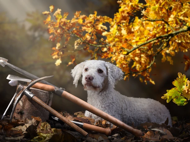 Trüffeljäger Eilenburg Hund Frida - Regionale Produkte aus Leipzig