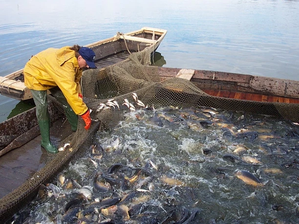 Wermsdorfer Fisch - Regionální produkty z Lipska