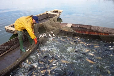 Wermsdorfer Fisch - Regionake Produkte aus Leipzig