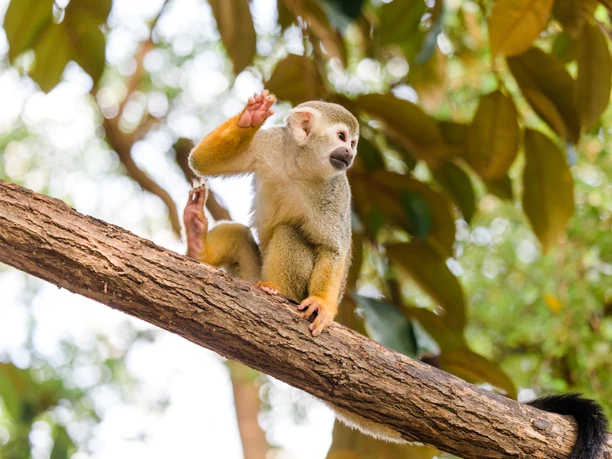 A squirrel monkey sits on a branch in the greenery at Leipzig Zoo in the Gondwanaland adventure world, family, children, leisure, excursion