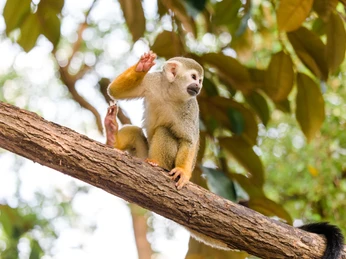 Totenkopfaffe im Zoo Leipzig - Tierisches Leipzig Ein Totenkopfaffe sitzt auf einem Ast im Grünen im Zoo Leipzig in der Erlebniswelt Gondwanaland, Familie, Kinder, Freizeit, Ausflug