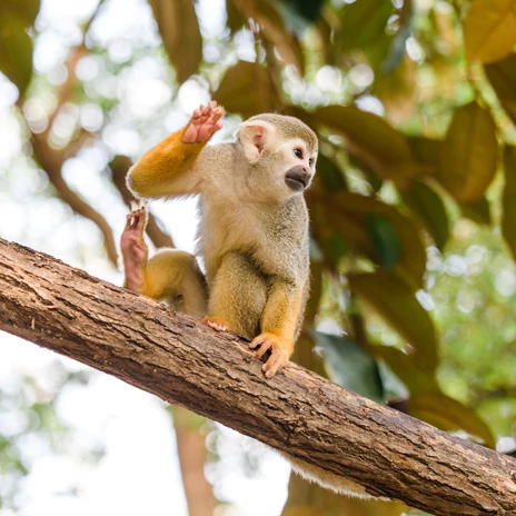 Totenkopfaffe im Zoo Leipzig - Tierisches Leipzig