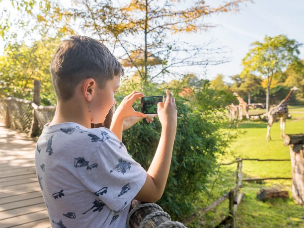 Un garçon se tient sur la plate-forme d'observation du zoo de Leipzig devant l'enclos des girafes et prend des photos avec son smartphone, famille, enfants, excursion