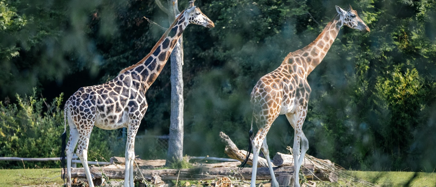Witryna sklepu zoologicznego, żyrafy