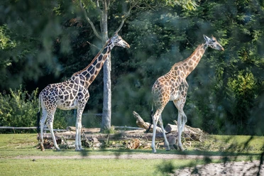 Zoo Schaufenster, Giraffen