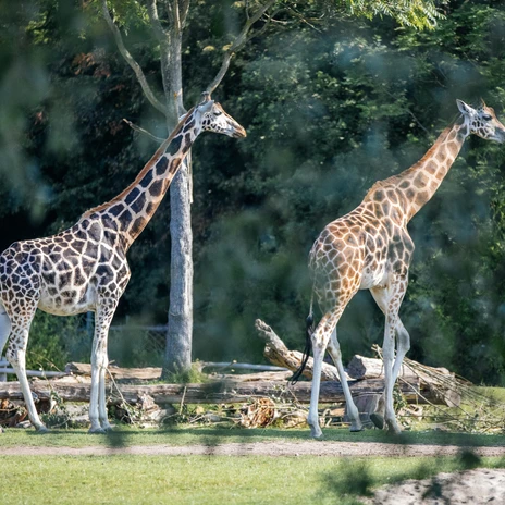 Zoo shop window, giraffes