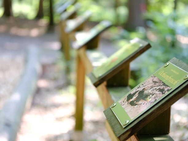 Walderlebnispfad Leistruper Wald Ein Holzgeländer im Wald trägt mehrere Infotafeln, die entlang eines verschlungenen Pfades aufgestellt sind.