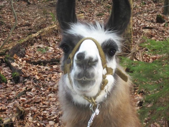 Lama