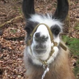 Lama
