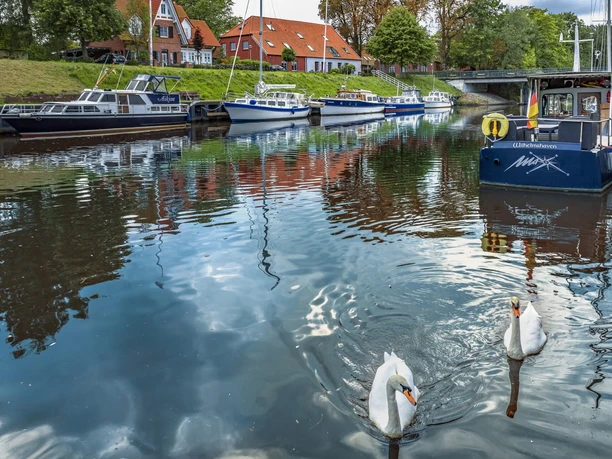 Schwäne im Rüstersieler Hafen Schwäne im Rüstersieler Hafen