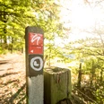 neanderland STEIG Wegmarkierung Wegweiser des neanderland STEIGs in einem lichten Wald, Sonnenlicht bricht durch die Bäume.