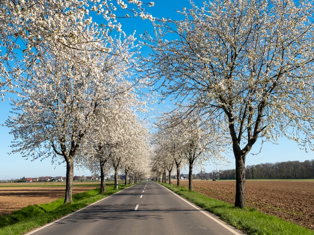 2021 Frühling Swisttal