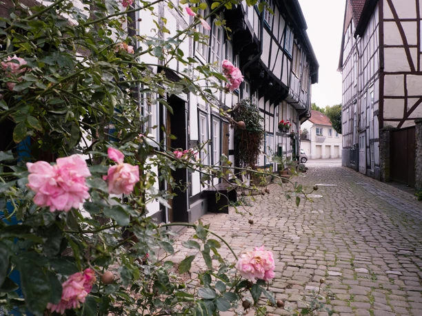 Teutoburger Wald / Detmold / Adolfstraße Fachwerkhäuser säumen eine Kopfsteinpflastergasse in Detmold, eingerahmt von blühenden Rosen.