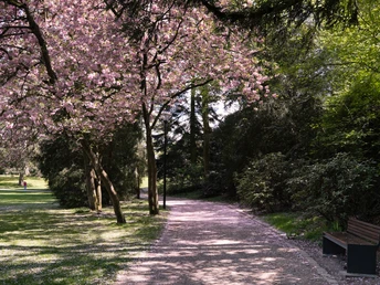 Teutoburger_Wald_Detmold_B.Fromberger_Palaisgarten_CCBYSA (1).jpg Ein blühender Kirschbaum in einem sonnigen Parkweg, fluschelnd mit rosa Blüten, umgeben von grünem Laub.