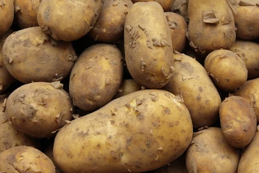 Kartoffeln Frische, unbehandelte Kartoffeln in Erdfarbtönen liegen dicht nebeneinander und zeigen Erdanhängsel.