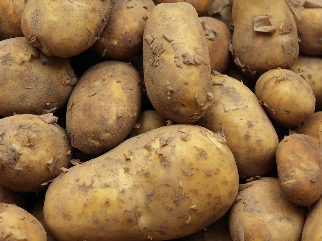 Kartoffeln Frische, unbehandelte Kartoffeln in Erdfarbtönen liegen dicht nebeneinander und zeigen Erdanhängsel.