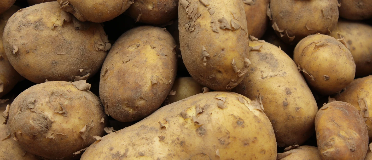 Kartoffeln Frische, unbehandelte Kartoffeln in Erdfarbtönen liegen dicht nebeneinander und zeigen Erdanhängsel.