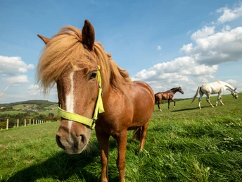 Pferdekoppel am neanderland-STEIG nahe Velbert-Neviges Braunes Pony mit hellem Halfter steht auf einer grünen Wiese, im Hintergrund weitere Pferde.