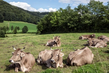 Kühe auf der Wiese Braune Kühe ruhen entspannt auf einer grünen Wiese, umgeben von Bäumen und sanften Hügeln.