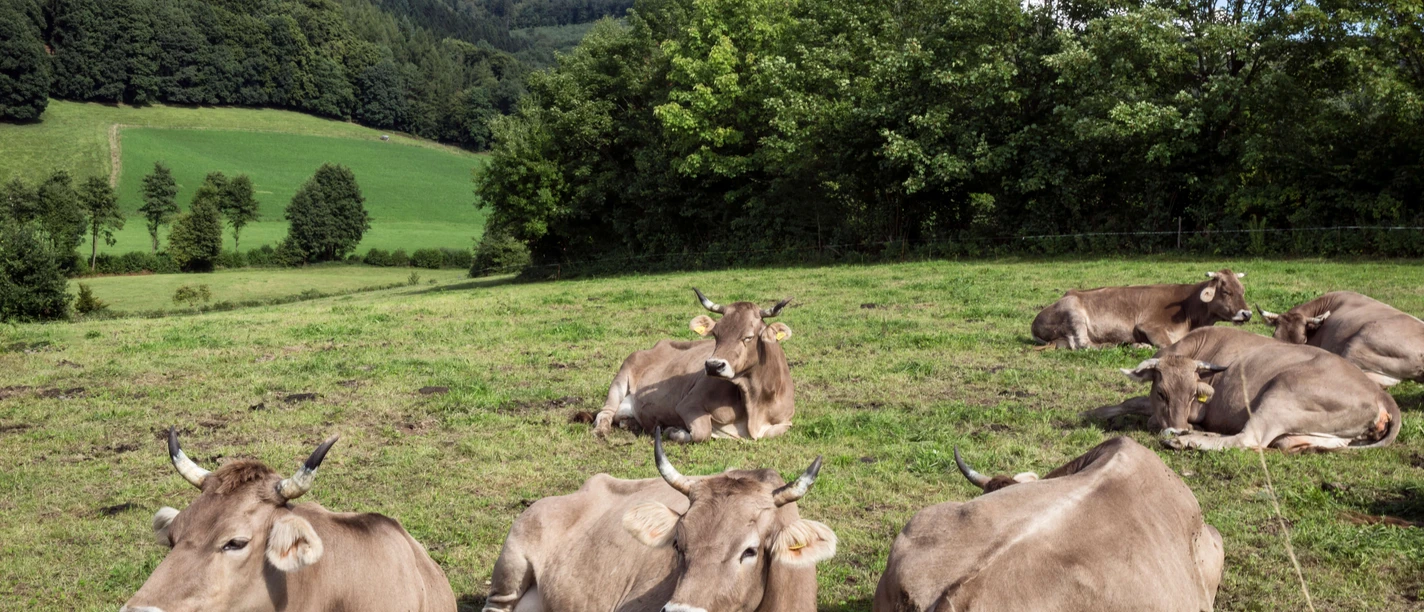 Kühe auf der Wiese Braune Kühe ruhen entspannt auf einer grünen Wiese, umgeben von Bäumen und sanften Hügeln.