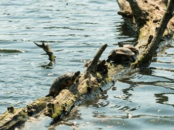 Schildkröten am Abtskücher Teich in Heiligenhaus Schildkröten sonnen sich auf einem im Wasser liegenden Ast im Abtskücher Teich, umgeben von ruhigem Wasser.