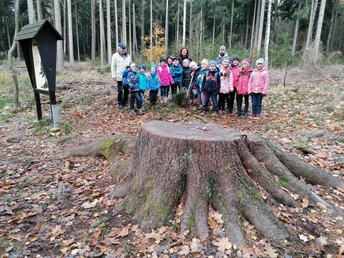 Neupflanzung einer Weißtanne (Klasse 1a für die Gemeinde Leutersdorf) im Nov. 2021 bei der gefällten Räuberfichte