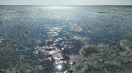 Wattenmeer
