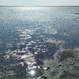 Wattenmeer