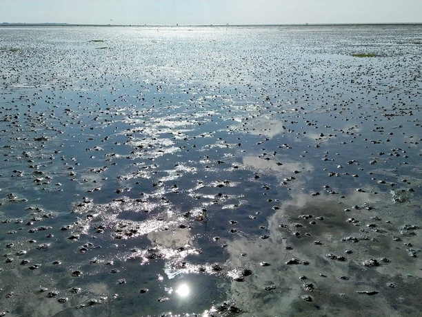 Wattenmeer