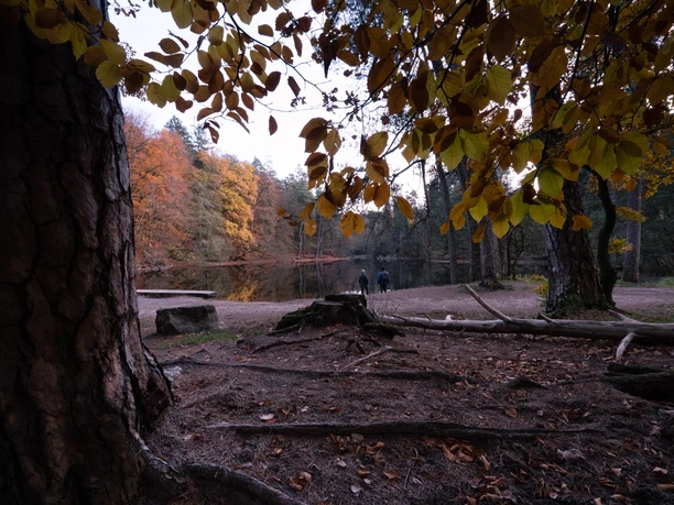 Herbstlicher Wald mit Teichufer, bunte Blätter und zwei Menschen blickend auf das ruhige Wasser.