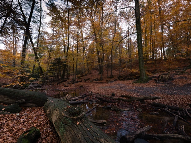 Naturschutzgebiet Donoper Teich Herbstwald mit moosbewachsenen Baumstämmen und kleinem Bachlauf nahe dem Donoper Teich.