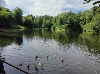 Hasselbachstausee Enten schwimmen auf einem von Bäumen umgebenen, ruhigen See, der eine klare, reflektierende Wasseroberfläche hat.