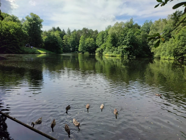 Hasselbachstausee Enten schwimmen auf einem von Bäumen umgebenen, ruhigen See, der eine klare, reflektierende Wasseroberfläche hat.