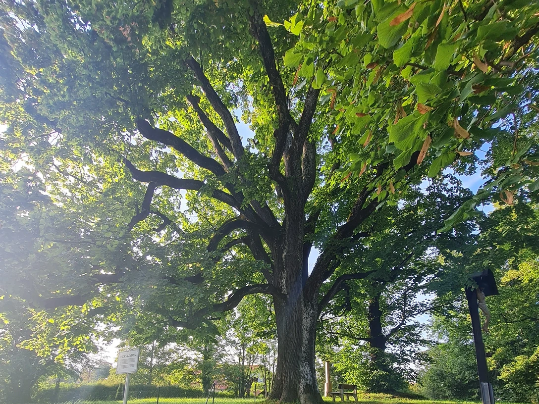 4 Linden 2 quer@Carolina Hopen.jpg