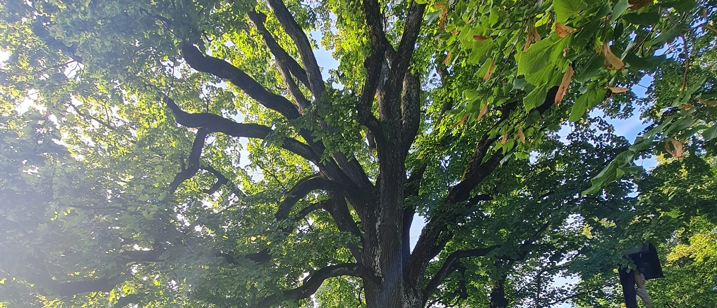 4 Linden 2 quer@Carolina Hopen.jpg