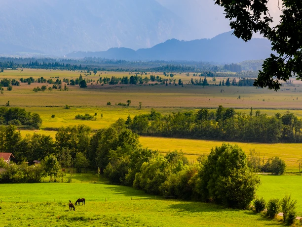 Berg_Moosblick_Kottmüller Allee@Thomas Rychly (1).jpg