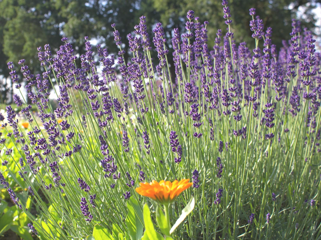 Kräuterfeld in Stapel bei Horstedt Kräuterfeld in Stapel bei Horstedt
