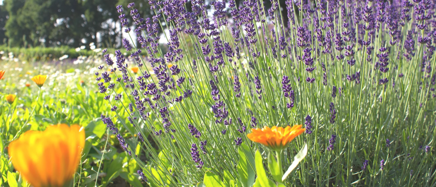 Kräuterfeld in Stapel bei Horstedt Kräuterfeld in Stapel bei Horstedt
