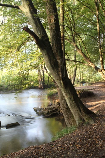 Entlang des Schwarzbaches bei Ratingen Schmaler Pfad schlängelt sich am Schwarzbach entlang, gesäumt von hohen, sonnendurchfluteten Bäumen.