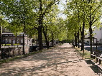 Eine von Bäumen gesäumte, sonnige Allee führt durch einen ruhigen Park, seitlich befinden sich Bänke.