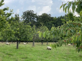 IMG_5476.jpg Schafe grasen unter Kirschbäumen auf einer grünen Wiese vor bewaldetem Hintergrund.Sheep graze under cherry trees in a green meadow against a wooded background.Får græsser under kirsebærtræer på en grøn eng mod en skovklædt baggrund.Schapen grazen onder kersenbomen in een groene weide tegen een beboste achtergrond.