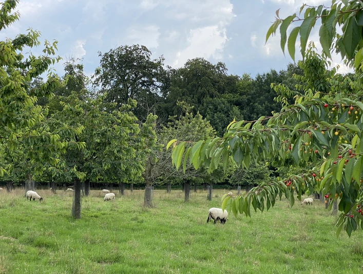 IMG_5476.jpg Schafe grasen unter Kirschbäumen auf einer grünen Wiese vor bewaldetem Hintergrund.Sheep graze under cherry trees in a green meadow against a wooded background.Får græsser under kirsebærtræer på en grøn eng mod en skovklædt baggrund.Schapen grazen onder kersenbomen in een groene weide tegen een beboste achtergrond.