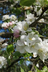 Leichlinger Obstblüte Apfelbaumblüte mit weißen Blüten und grünen Blättern im Sonnenlicht. Hintergrund unscharf.