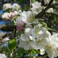 Leichlinger Obstblüte Apfelbaumblüte mit weißen Blüten und grünen Blättern im Sonnenlicht. Hintergrund unscharf.