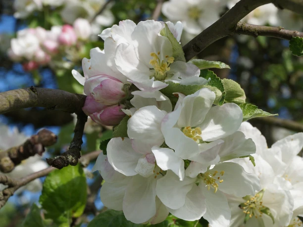 Leichlinger Obstblüte Apfelbaumblüte mit weißen Blüten und grünen Blättern im Sonnenlicht. Hintergrund unscharf.