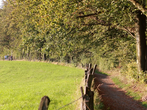 Wanderweg bei Biesfeld Weitläufige grüne Wiese am Waldrand mit einem schmalen, erdigen Pfad und sanftem Sonnenlicht.