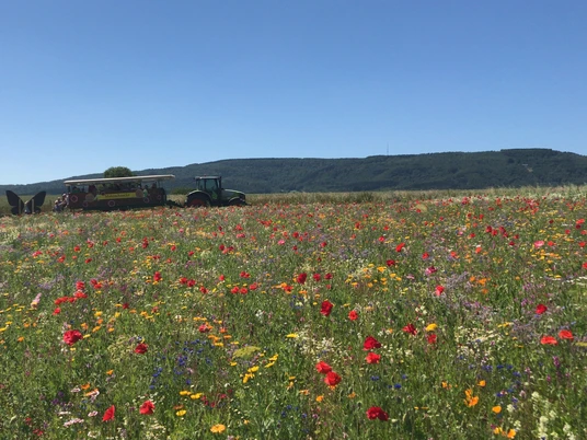 Mohnschnecke mit Menschen an Blumwiese Germerode (c) Sabine Budde