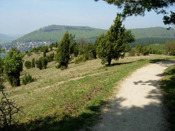 Wacholderheide am Dörnberg Zierenberg